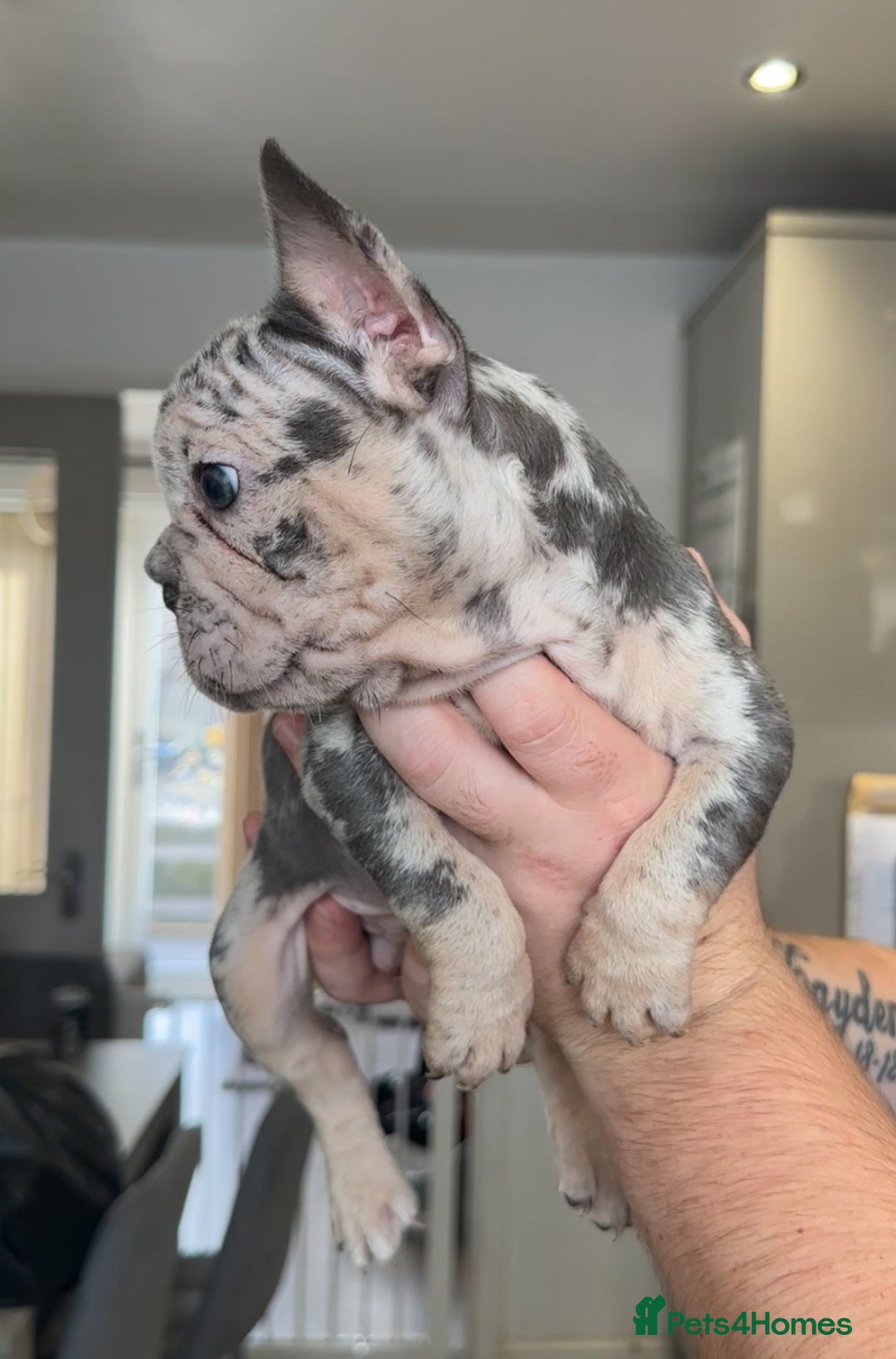 French Bulldog dogs for sale: 🤍READY TO LEAVE 🤍 French bulldog puppies 🤍 - Image 8