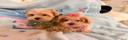 Maltipoo dogs for sale:  F1 Maltipoo puppies  - Advert 13