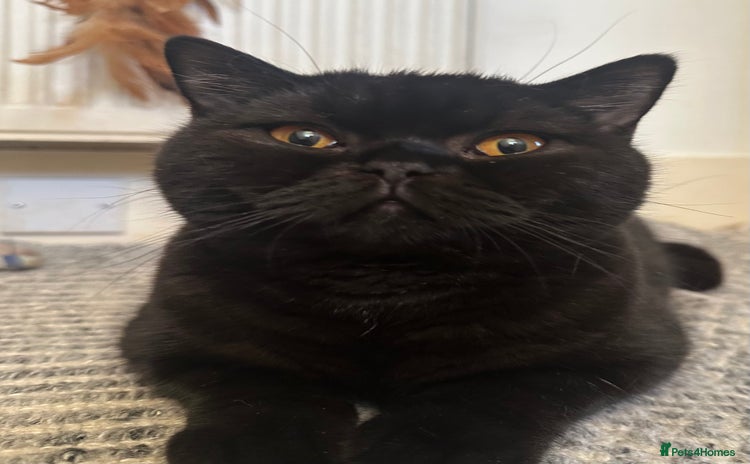 British Shorthair cats PURE Pedigree British Shorthair GCCF Registered  - Advert 10