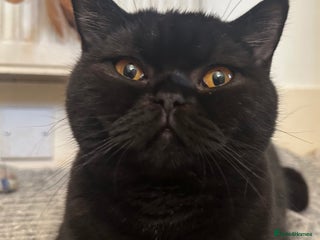 British Shorthair cats PURE Pedigree British Shorthair GCCF Registered - Advert 9