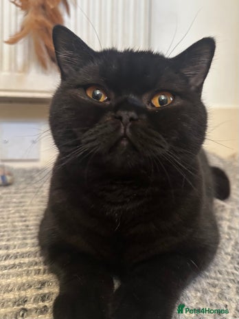 British Shorthair cats PURE Pedigree British Shorthair GCCF Registered - Advert 10