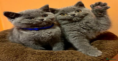 British Shorthair cats - Advert 3