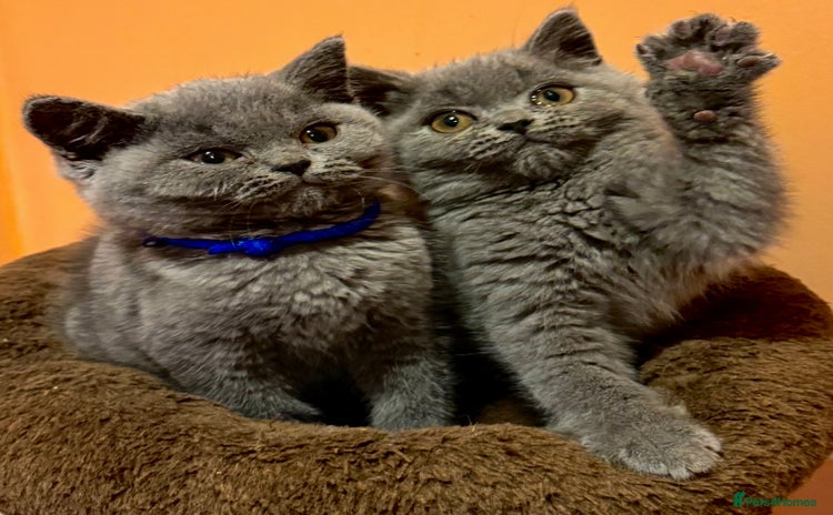 British Shorthair cats - Advert 6