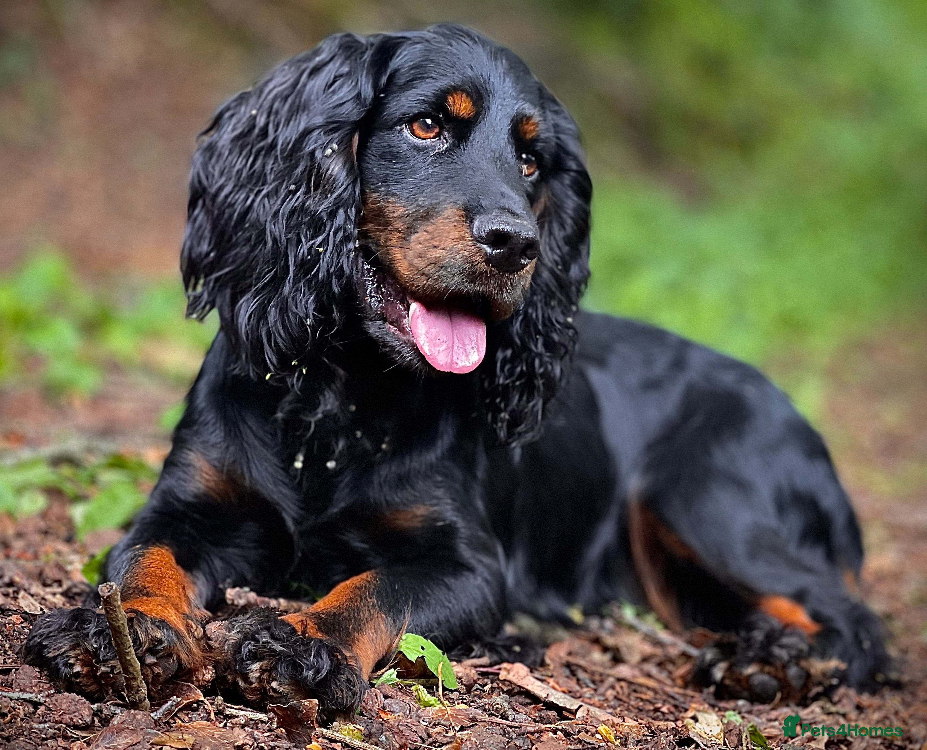 Cocker Spaniel dogs FTAW Black and Tan stud  in Crediton - Advert 8