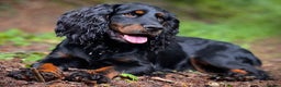 Cocker Spaniel dogs for stud: FTAW Black and Tan stud  in Crediton - Advert 1