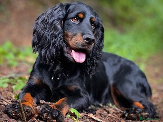 Cocker Spaniel dogs in Crediton - Advert 15