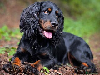 Cocker Spaniel dogs FTAW Black and Tan stud in Crediton - Advert 21