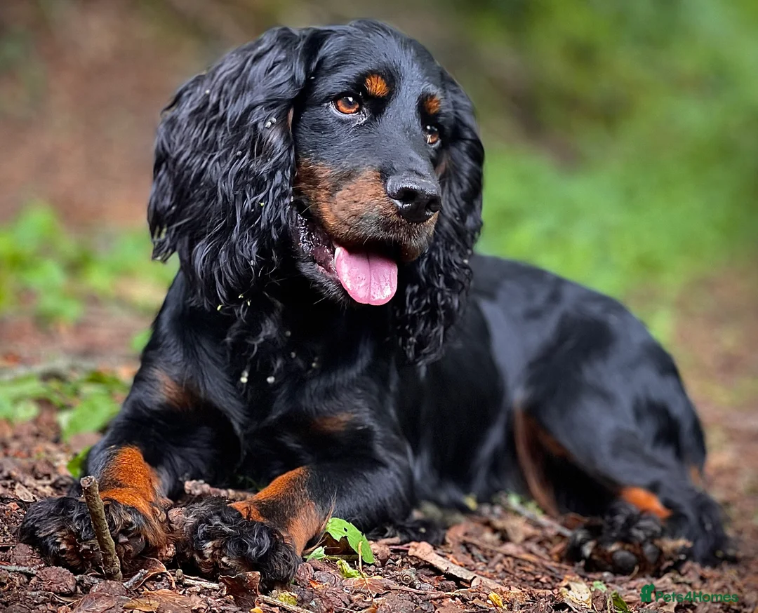 Cocker Spaniel dogs for stud: FTAW Black and Tan stud  in Crediton - Advert 1
