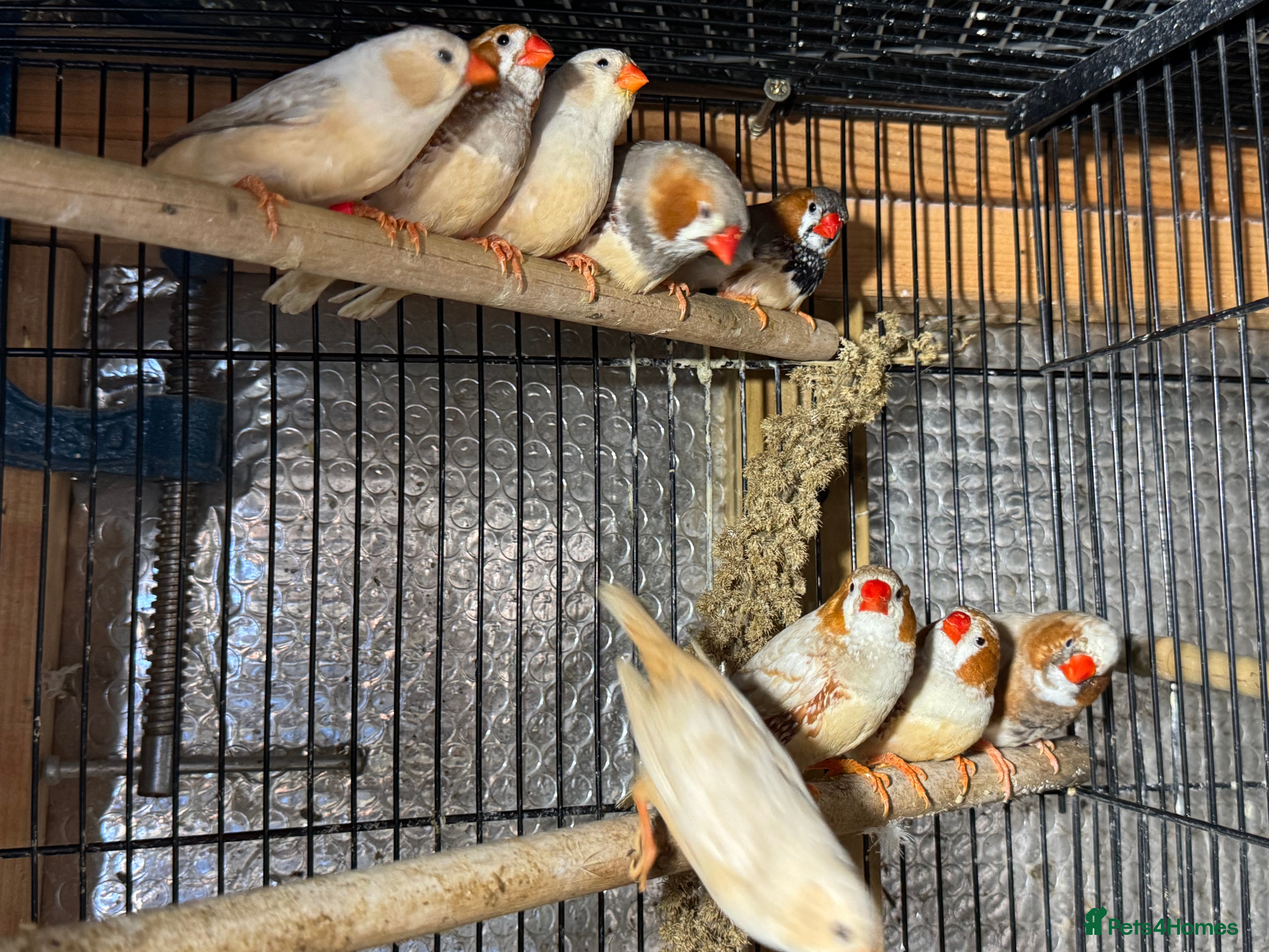 Mixed Breed birds Zebra Finches  - Advert 7