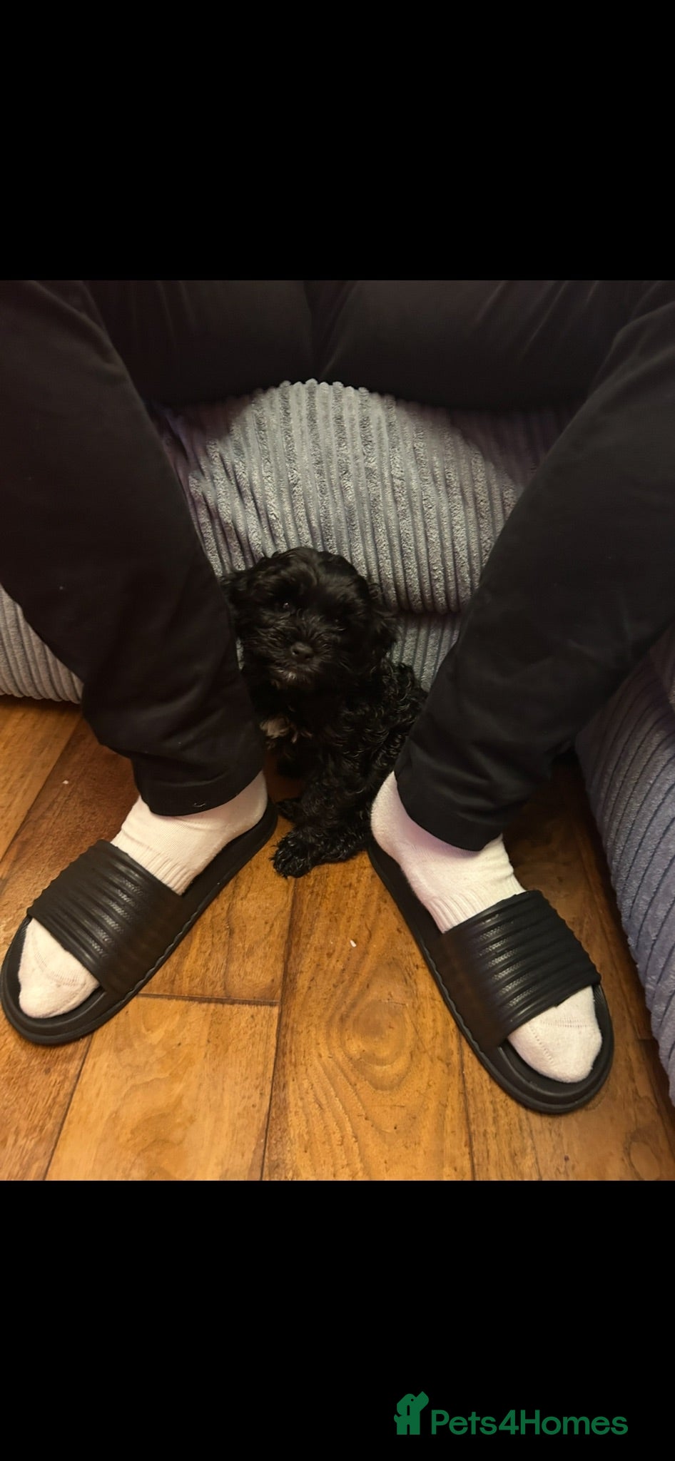 Cockapoo dogs  READY NOW! F2 cockapoo LAST GIRL REMAINING  - Advert 9
