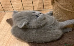 British Shorthair cats for sale: 1 Boy Left-GCCF Pedigr Pure Blue British Shorthair - Image 22