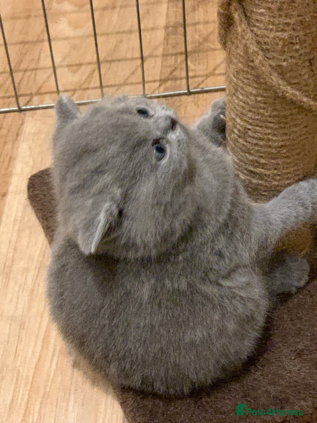 British Shorthair cats for sale: 1 Boy Left-GCCF Pedigr Pure Blue British Shorthair - Image 22