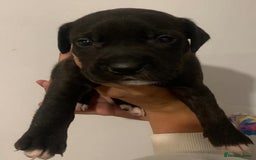 Staffordshire Bull Terrier dogs for sale: Staffy pups  - Image 2