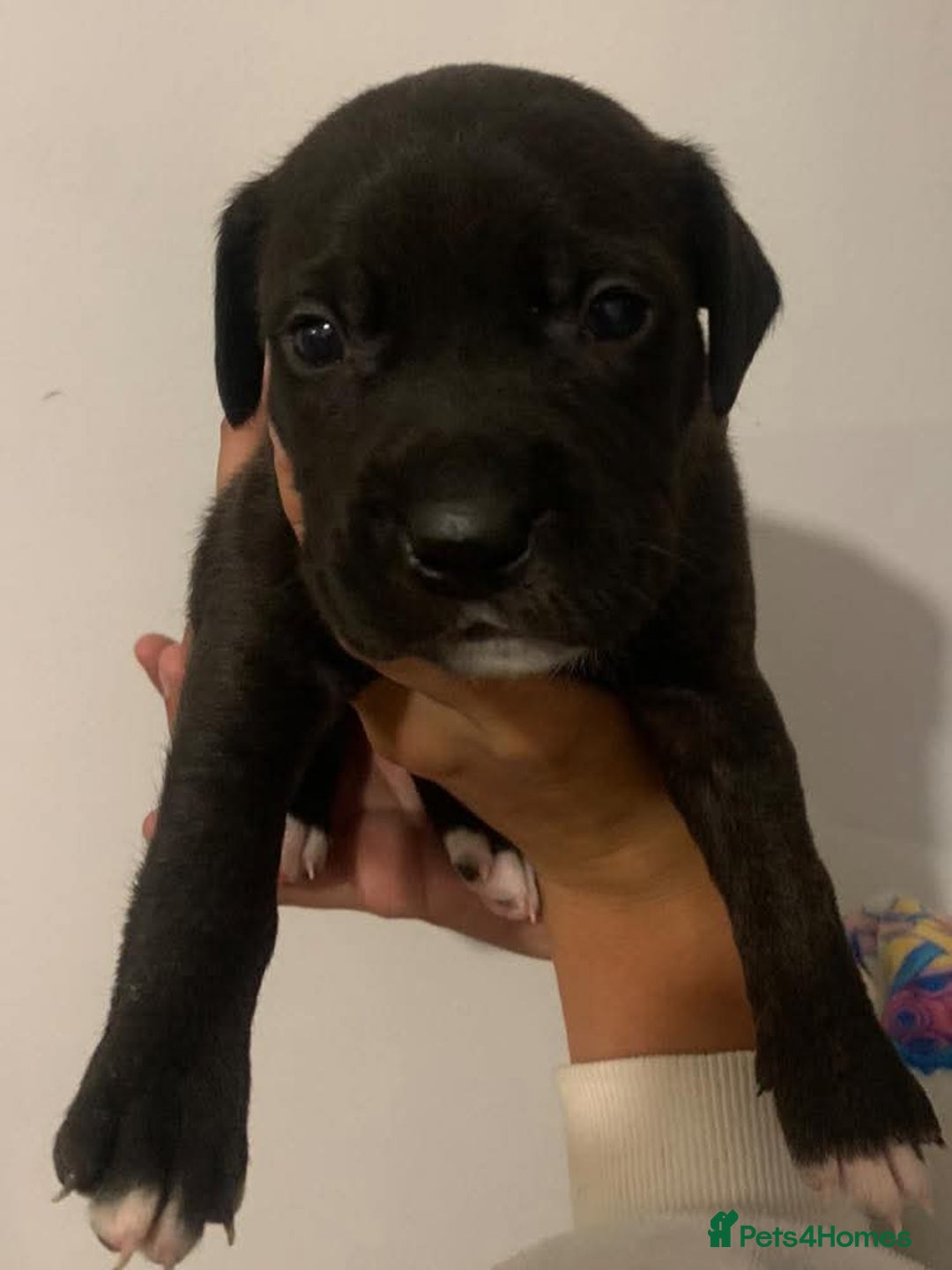 Staffordshire Bull Terrier dogs for sale: Staffy pups  - Image 2