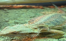 Bearded Dragon reptiles for sale:  Female Bearded dragon and full vivarium set up. - Image 5