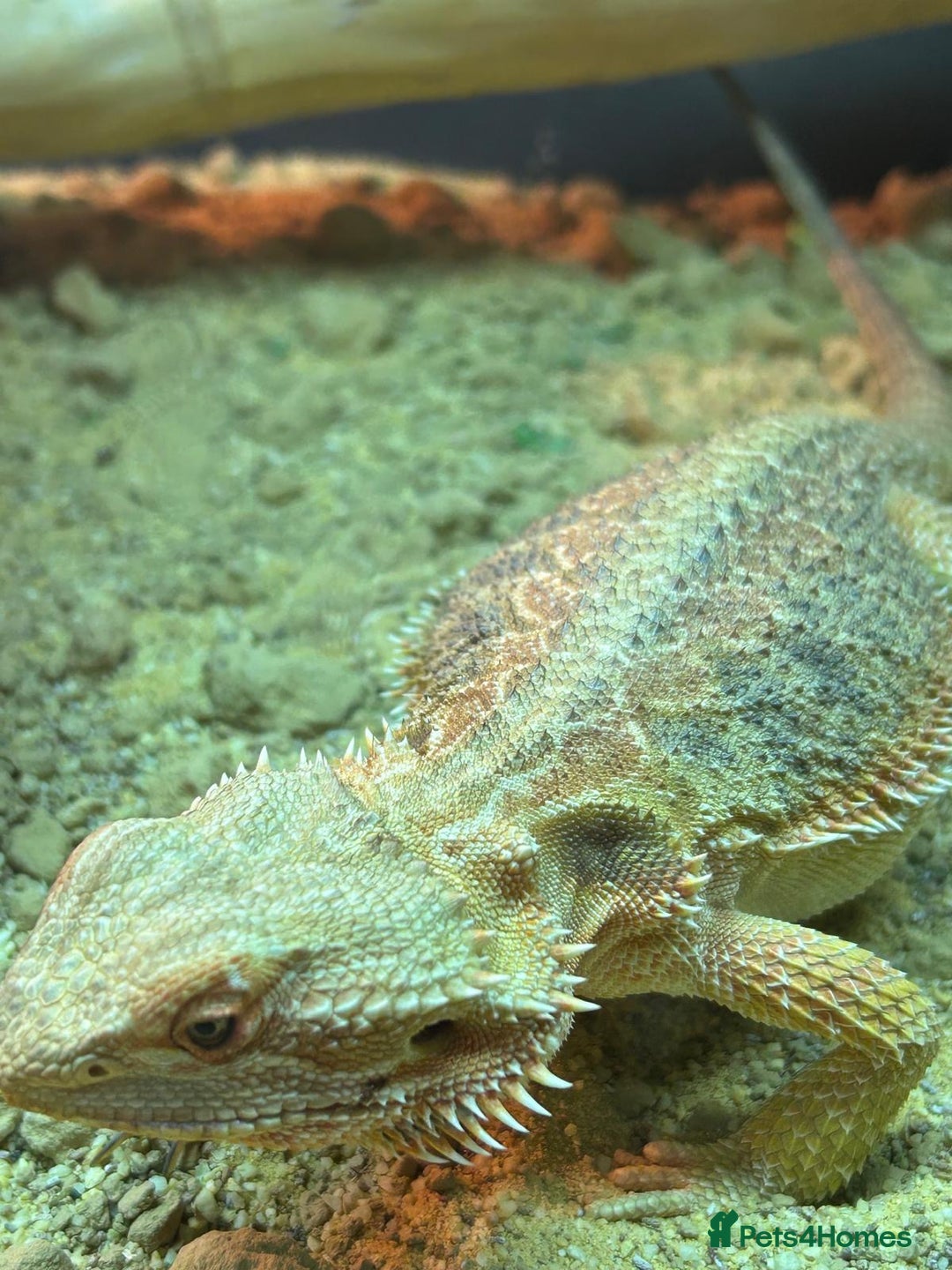 Bearded Dragon reptiles for sale:  Female Bearded dragon and full vivarium set up. - Image 5