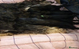 Miniature Schnauzer dogs for sale: Beautiful all Black litter  - Image 11