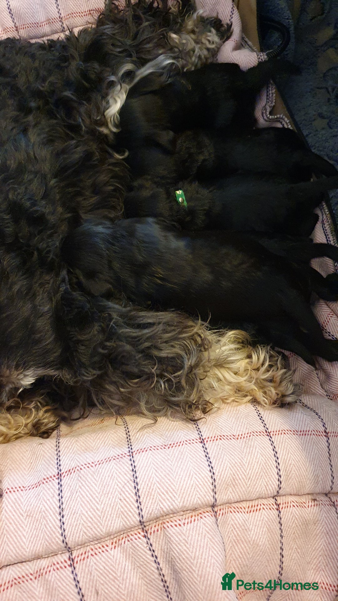 Miniature Schnauzer dogs for sale: Beautiful all Black litter  - Image 11