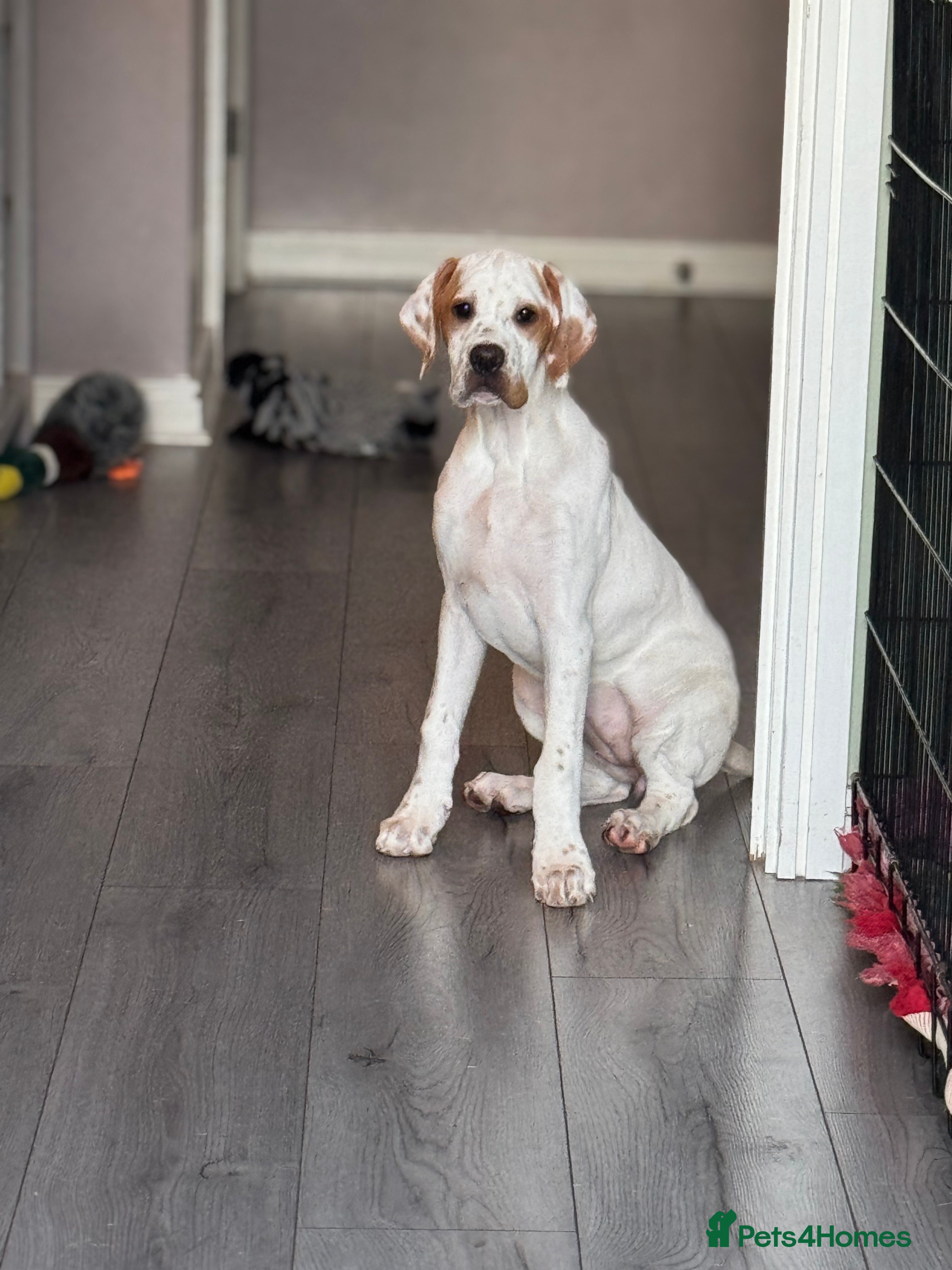 Pointer dogs Gorgeous O/W girl available  - Advert 3