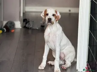 Pointer dogs Gorgeous O/W girl available - Advert 3