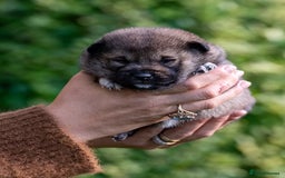 Japanese Shiba Inu dogs for sale: “LAST SESAME BOY  • Champion Broadlands Lineage” - Image 16