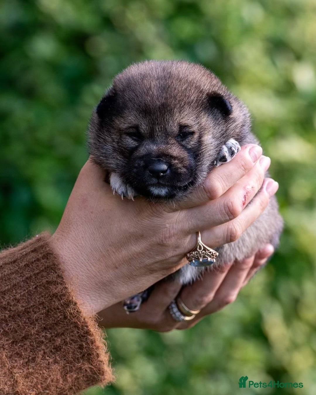 Japanese Shiba Inu dogs for sale: “LAST SESAME BOY  • Champion Broadlands Lineage” - Image 16