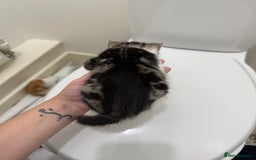Mixed Breed cats for sale: Male & female kitten for sale  - Image 9