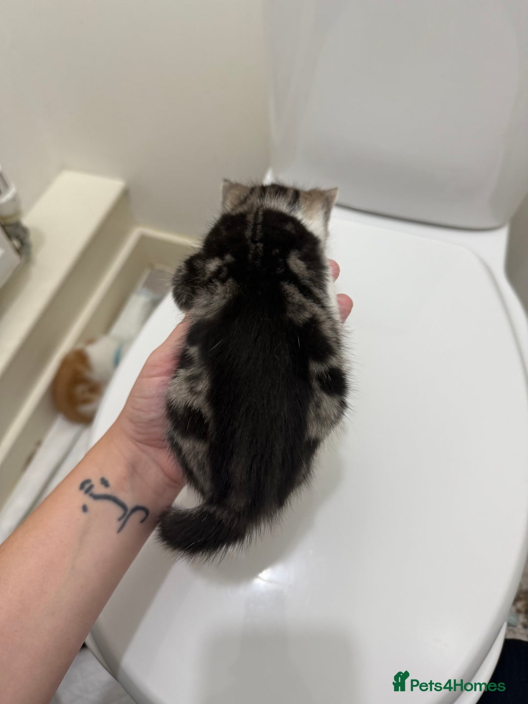 Mixed Breed cats for sale: Male & female kitten for sale  - Image 9