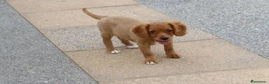 Cockapoo 3