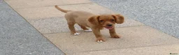 Cockapoo dogs for sale: Cockerlierpoo puppies for sale - Advert 39