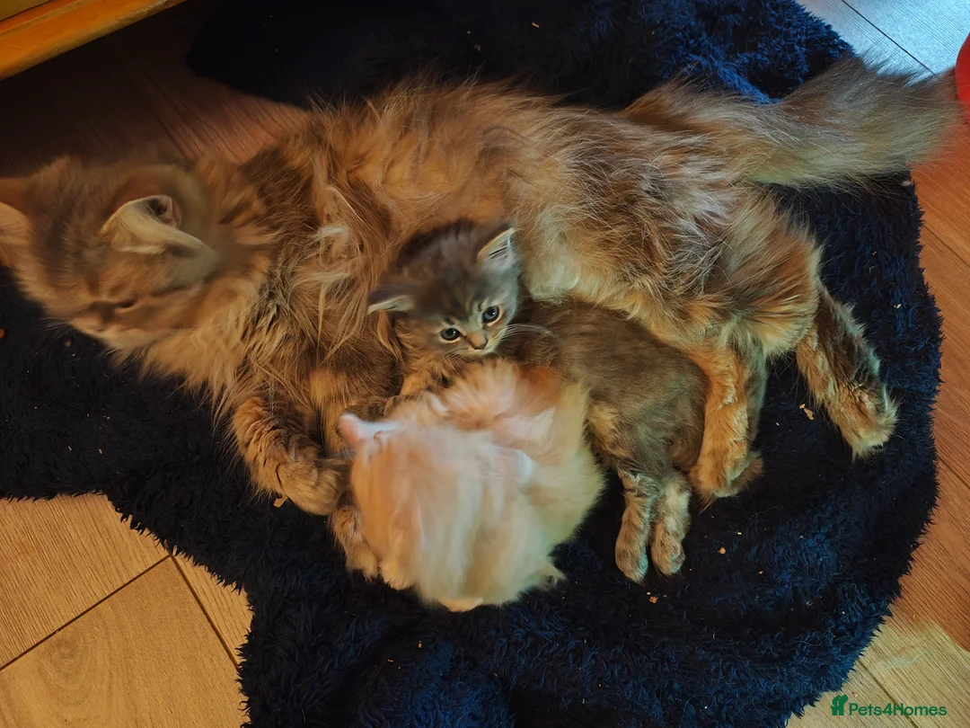 Persian cats for sale: Persian Mixed (F) & Kitten (F) - Advert 3