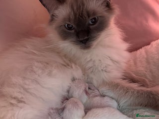 Ragdoll cats for sale - Advert 1
