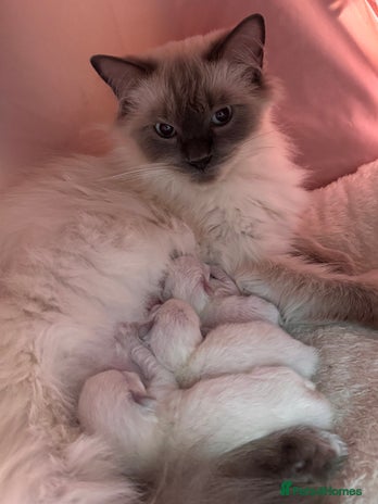 Ragdoll cats - Advert 1