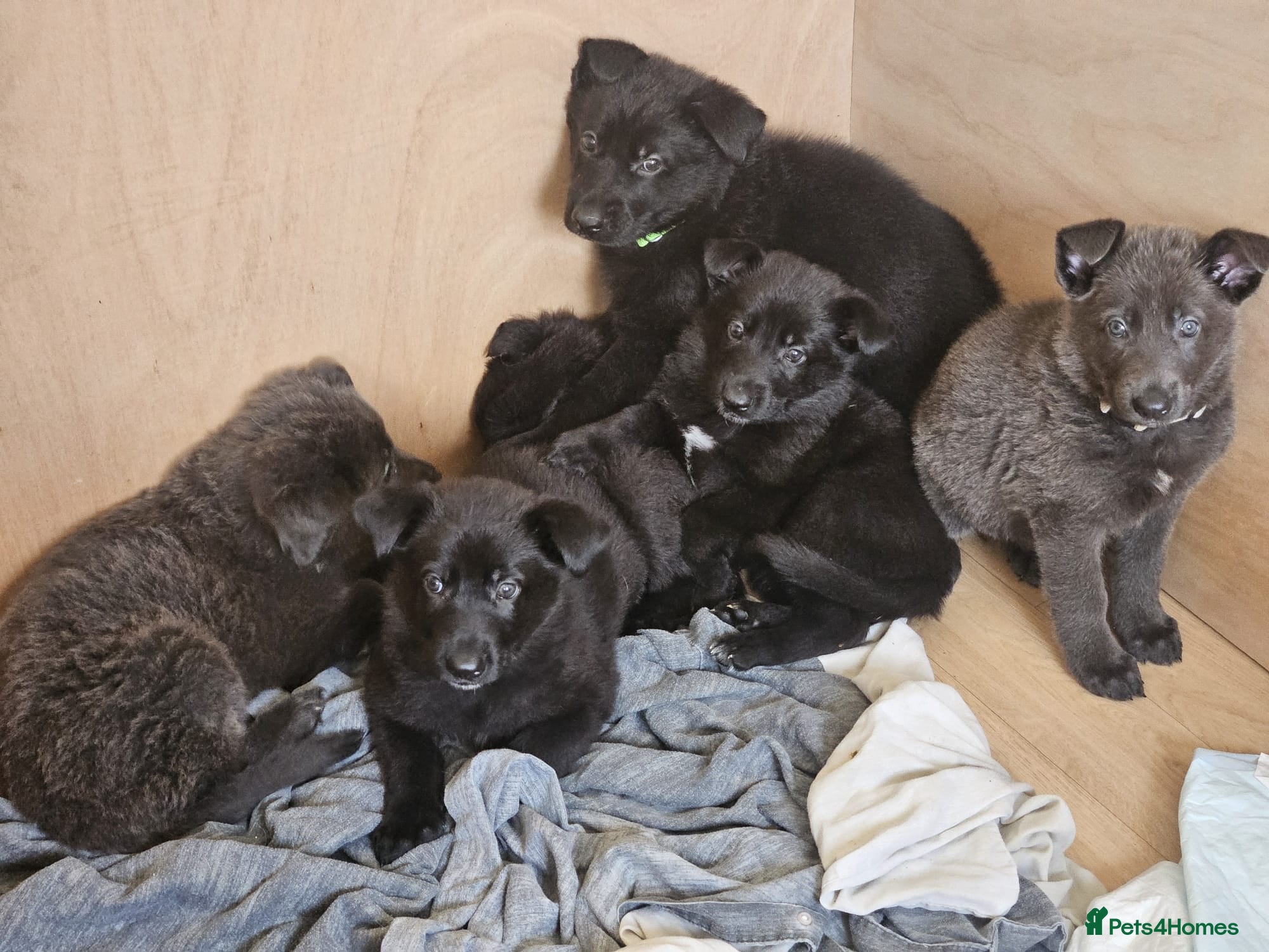 German Shepherd dogs  1 GIRL LEFT black & white german shepherd puppies - Advert 2