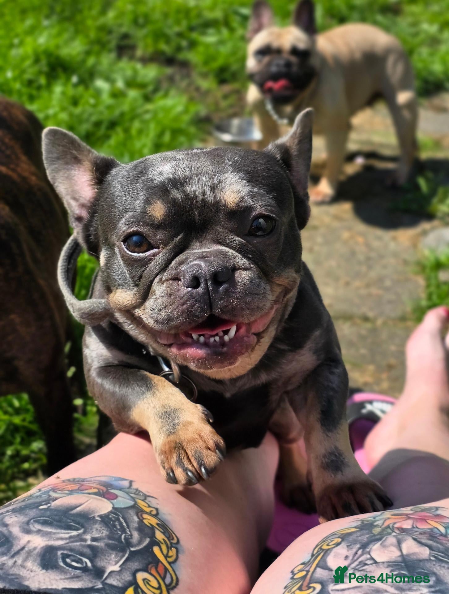 French Bulldog dogs for sale: 3 Male French Bulldogs READY TO GO - Advert 8
