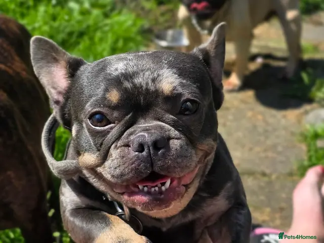 French Bulldog dogs for sale: 3 Male French Bulldogs READY TO GO - Advert 8