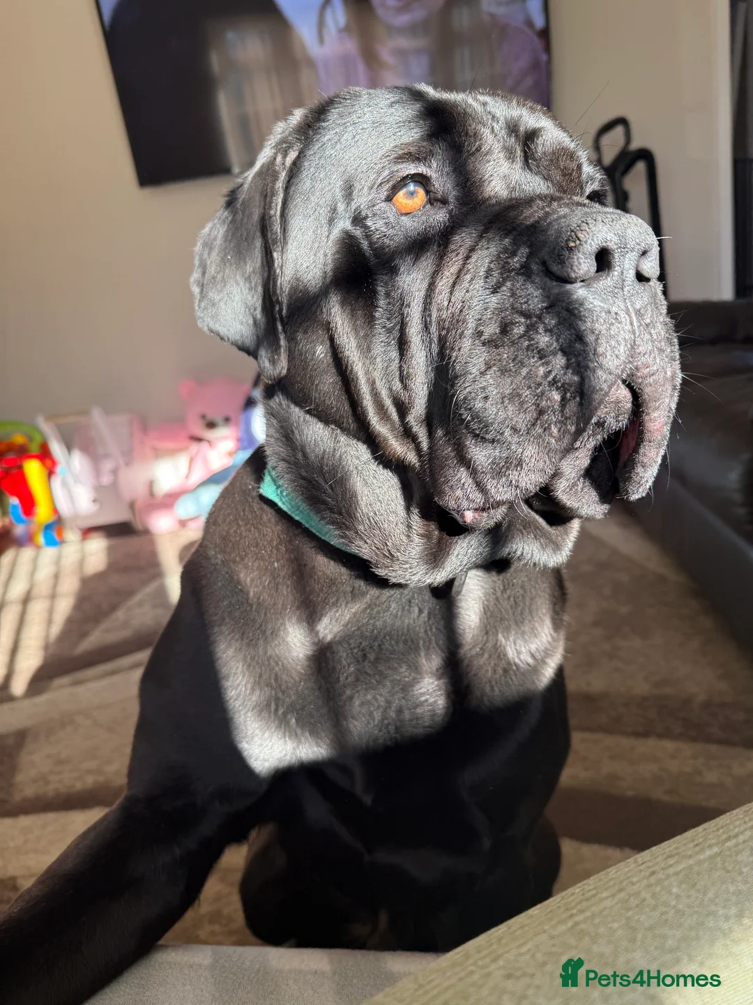Cane Corso dogs for stud: Cane Corso for Stud in Doncaster - Advert 17