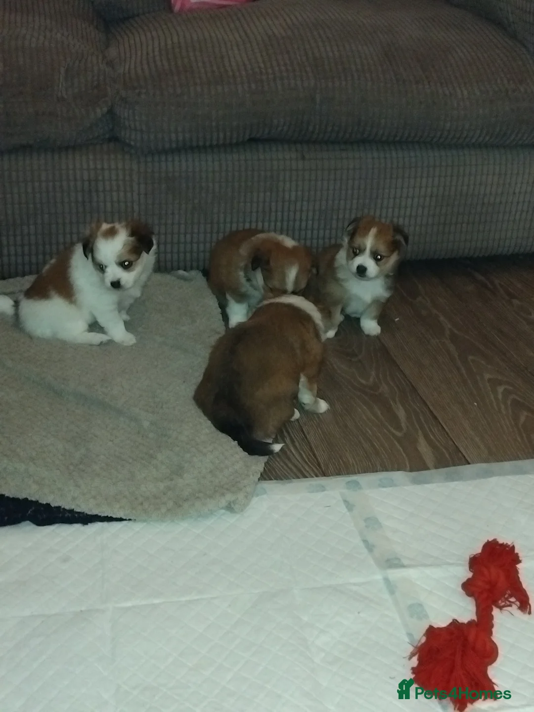 Pomchi dogs for sale: Pomchi puppies - Advert 12