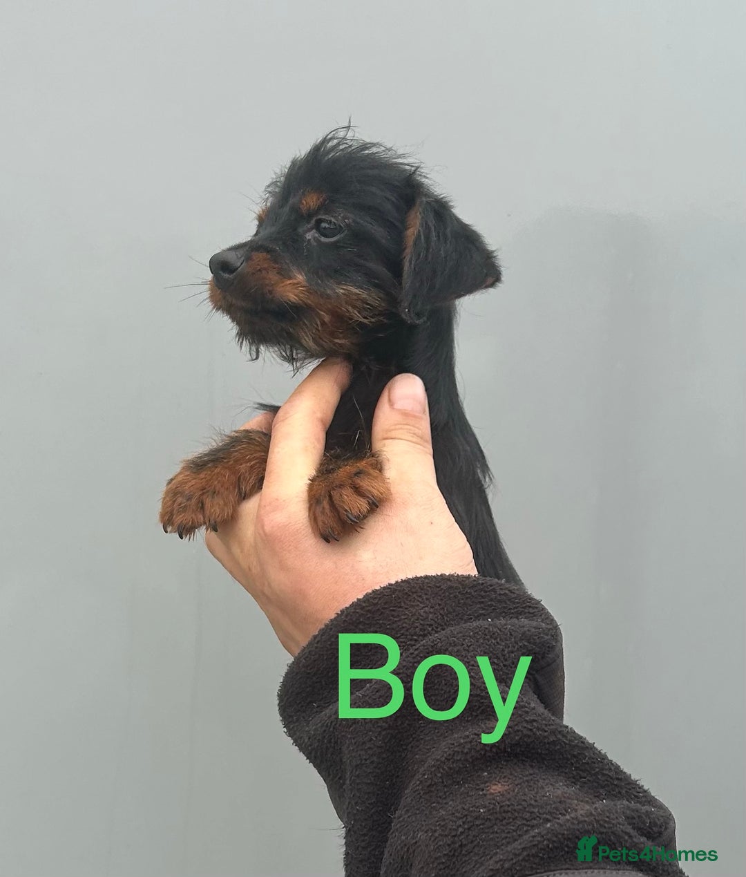Mixed Breed dogs for sale: Dachshund x jack Russell’s  - Image 5