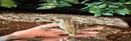 Gecko reptiles for sale: Crested gecko breeding collection  - Advert 4