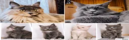 Maine Coon cats for sale: DNA health tested Maine coon kittens  - Advert 1