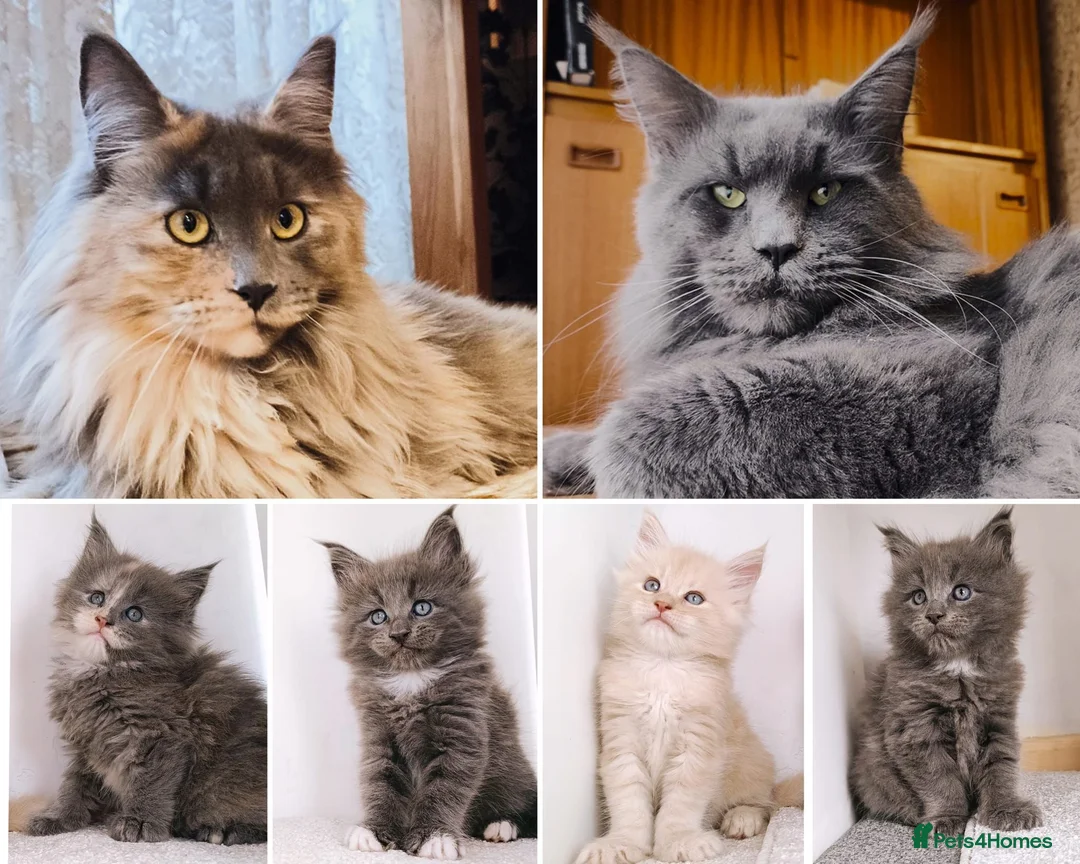 Maine Coon cats for sale: DNA health tested Maine coon kittens  - Advert 1