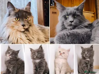 Maine Coon cats DNA health tested Maine coon kittens - Advert 1