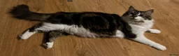 Mixed Breed cats for sale: Friendly 1 year old cat in Derby - Advert 10