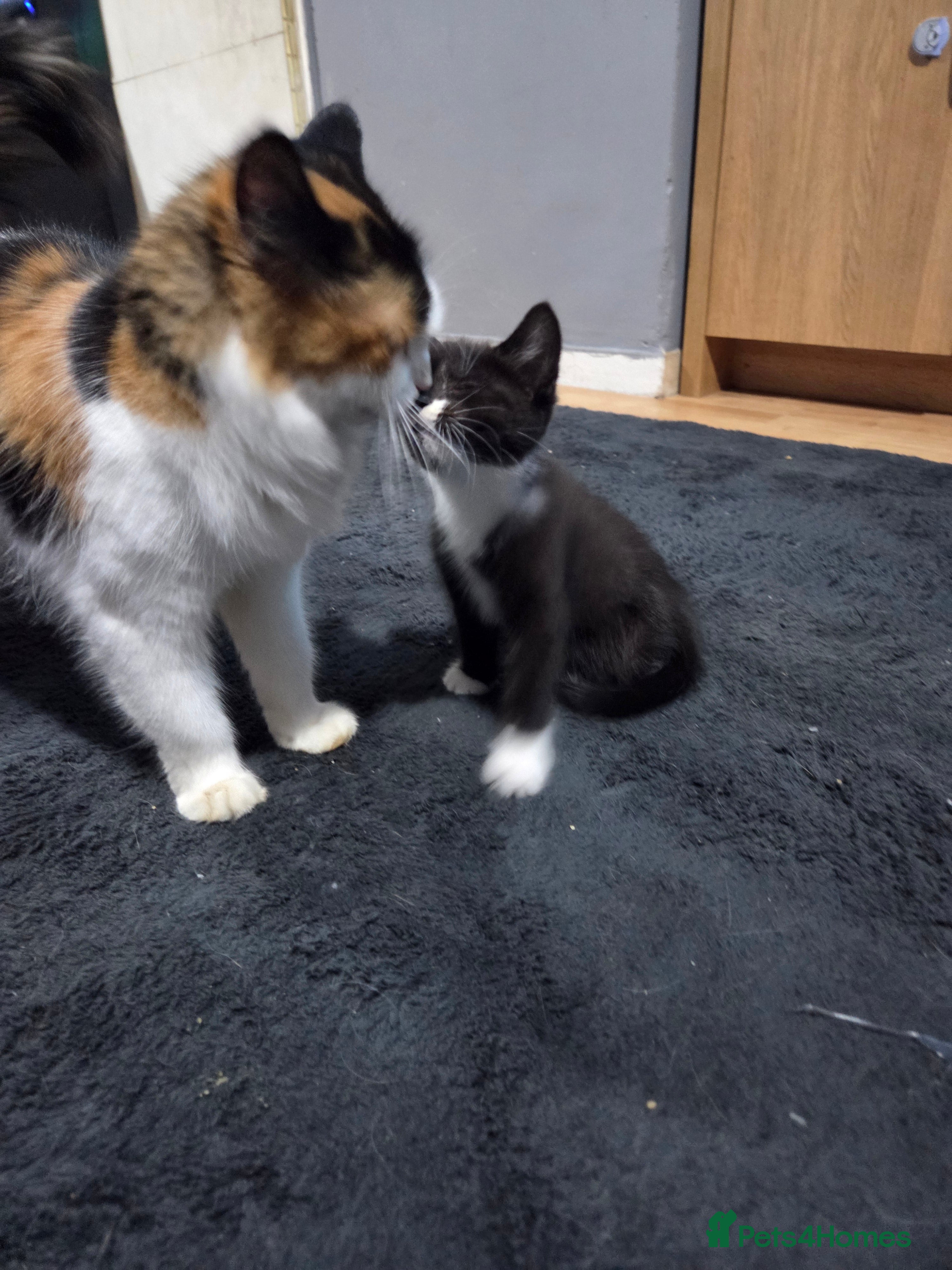 British Shorthair cats Gorgeous Black & White Girl Kitten - Advert 1