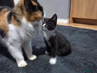 British Shorthair cats Gorgeous Black & White Girl Kitten - Advert 1