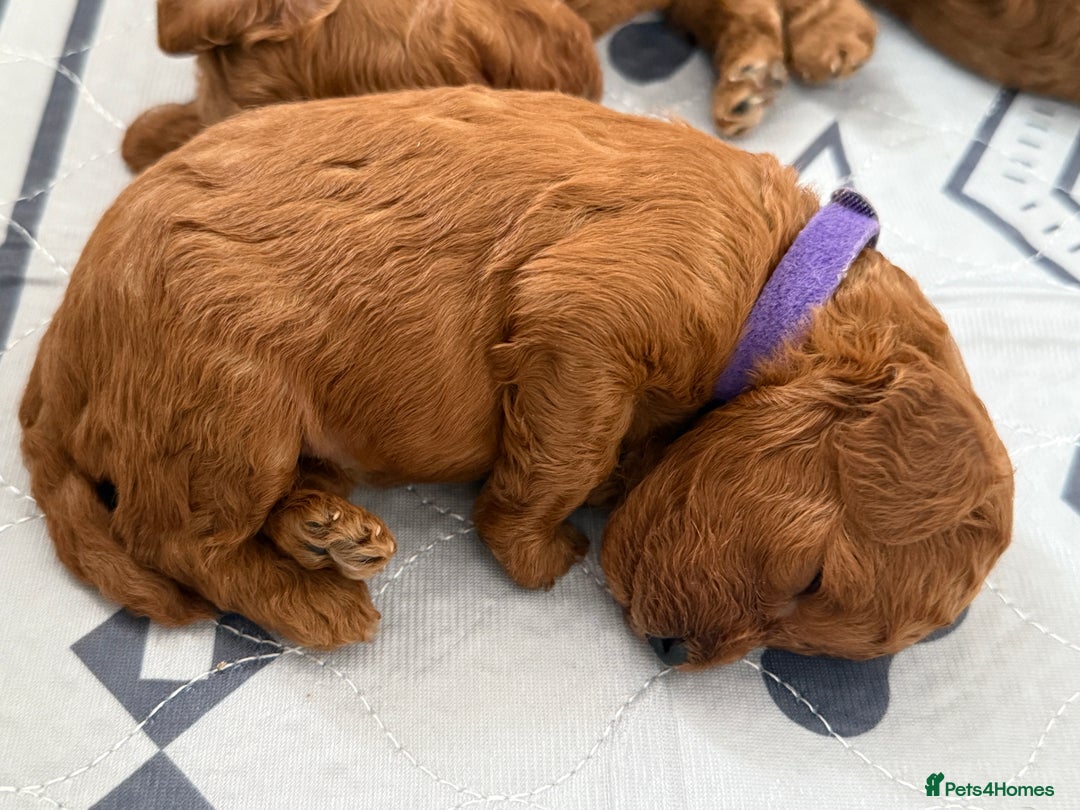 Toy Poodle dogs for sale: 6 Exquisite Red Toy Poodles. Parents DNA Clear - Image 14