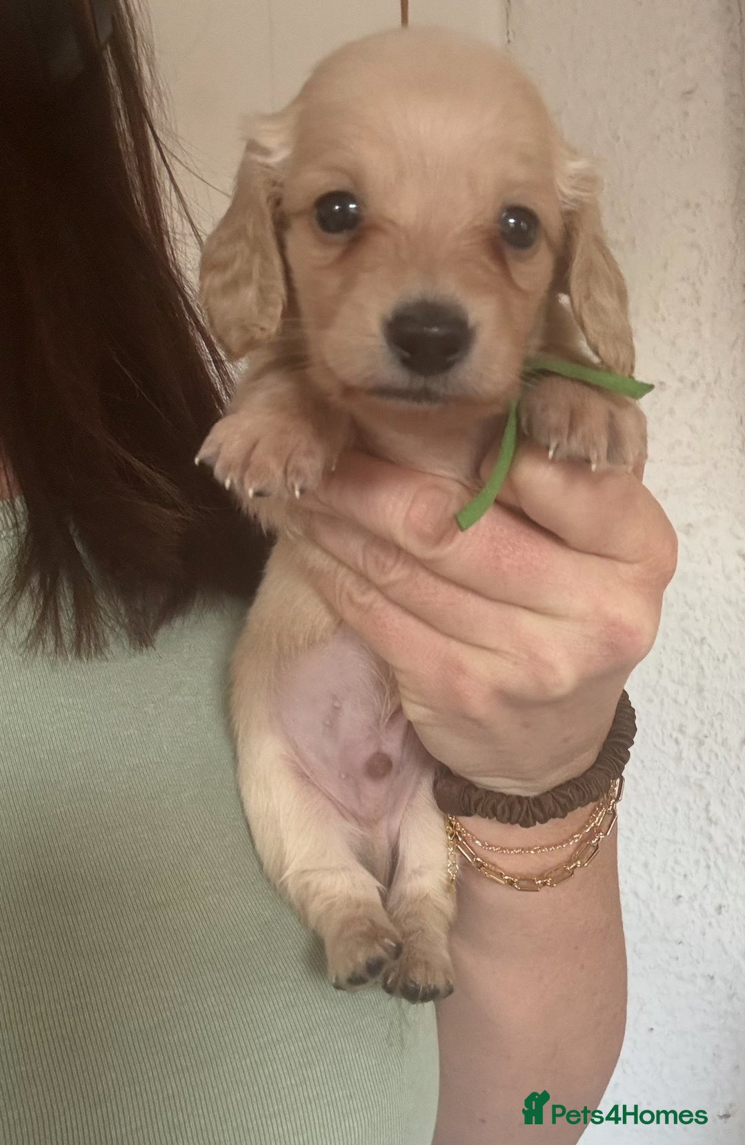 Miniature Dachshund dogs for sale: Miniature Dachshunds longhaired puppies - Advert 15