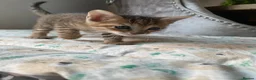 Mixed Breed cats for sale: Mixed Toyger Kittens - Advert 6