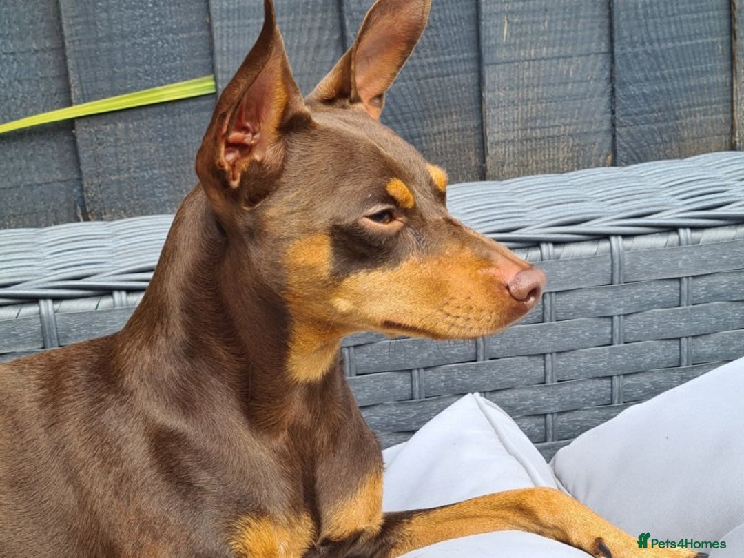 Miniature Pinscher dogs for stud: KC Registered miniature pinscher for stud  in Bolton - Advert 2